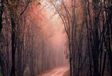 立陶宛-战平荷兰，出线希望渺茫